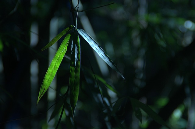 Nature Sounds